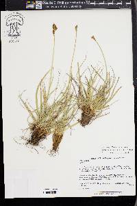 Media resource of Kobresia royleana