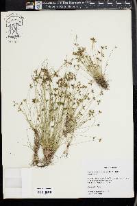 Cyperus subsquarrosus image