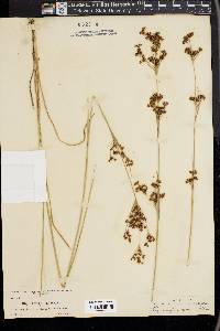Rhynchospora caduca image