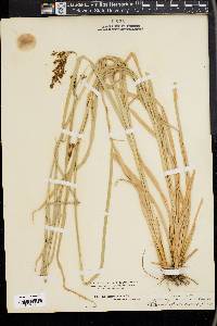 Rhynchospora caduca image