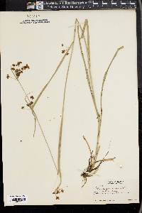 Rhynchospora caduca image