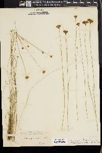 Rhynchospora chapmanii image