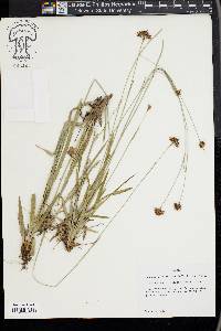 Rhynchospora ciliaris image