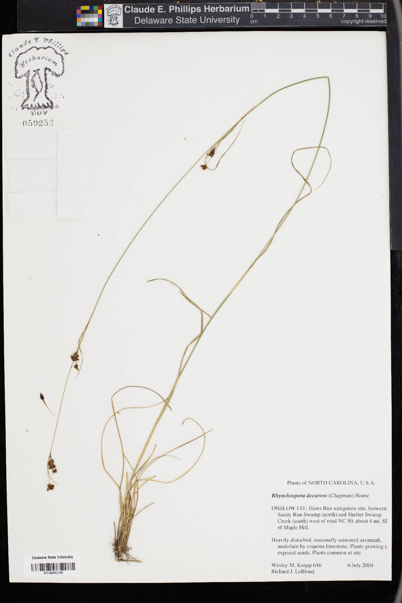 Rhynchospora decurrens image