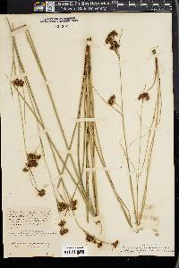 Rhynchospora fascicularis image
