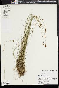 Rhynchospora filifolia image