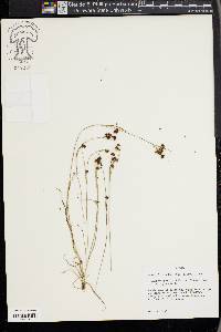 Rhynchospora globularis image
