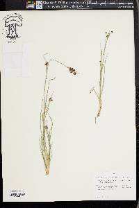 Rhynchospora globularis image