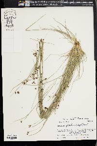 Rhynchospora globularis image