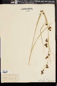 Rhynchospora glomerata image