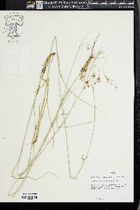 Rhynchospora harveyi image