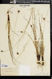 Rhynchospora intermedia image