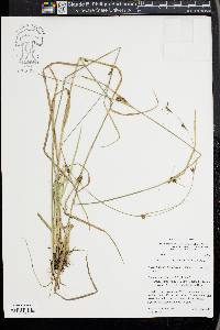 Rhynchospora leptocarpa image