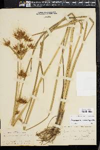 Rhynchospora macrostachya image