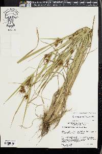 Rhynchospora macrostachya image