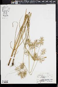 Cyperus refractus image