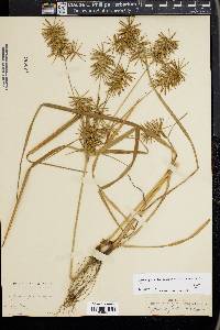 Cyperus refractus image