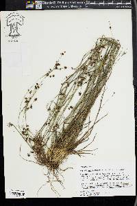 Rhynchospora microcarpa image