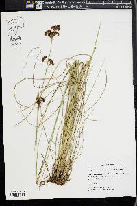 Rhynchospora microcarpa image