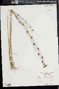 Rhynchospora microcephala image