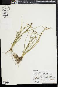 Rhynchospora nitens image