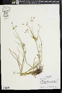 Rhynchospora nitens image