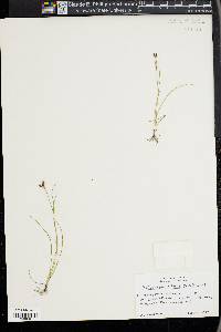Rhynchospora nitens image