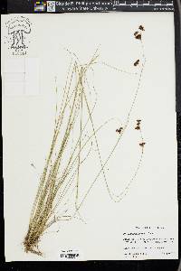 Rhynchospora perplexa image