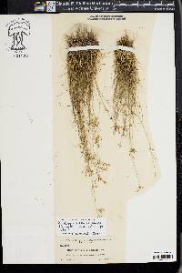Rhynchospora pusilla image