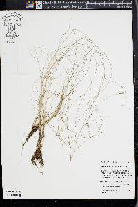 Rhynchospora rariflora image