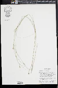 Rhynchospora tenerrima image