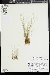 Rhynchospora thornei image