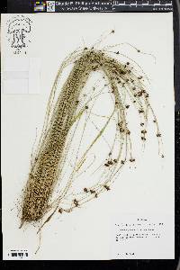 Rhynchospora wrightiana image