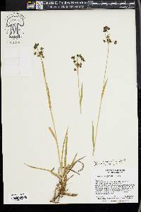 Scirpus congdonii image