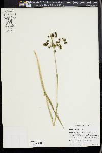 Scirpus congdonii image