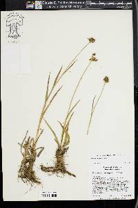 Scirpus congdonii image