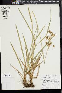 Scirpus diffusus image