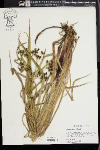 Scirpus expansus image