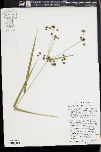 Scirpus flaccidifolius image