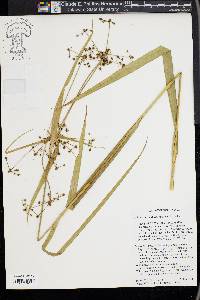 Scirpus flaccidifolius image