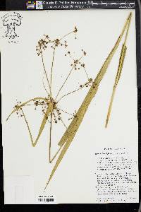 Scirpus flaccidifolius image