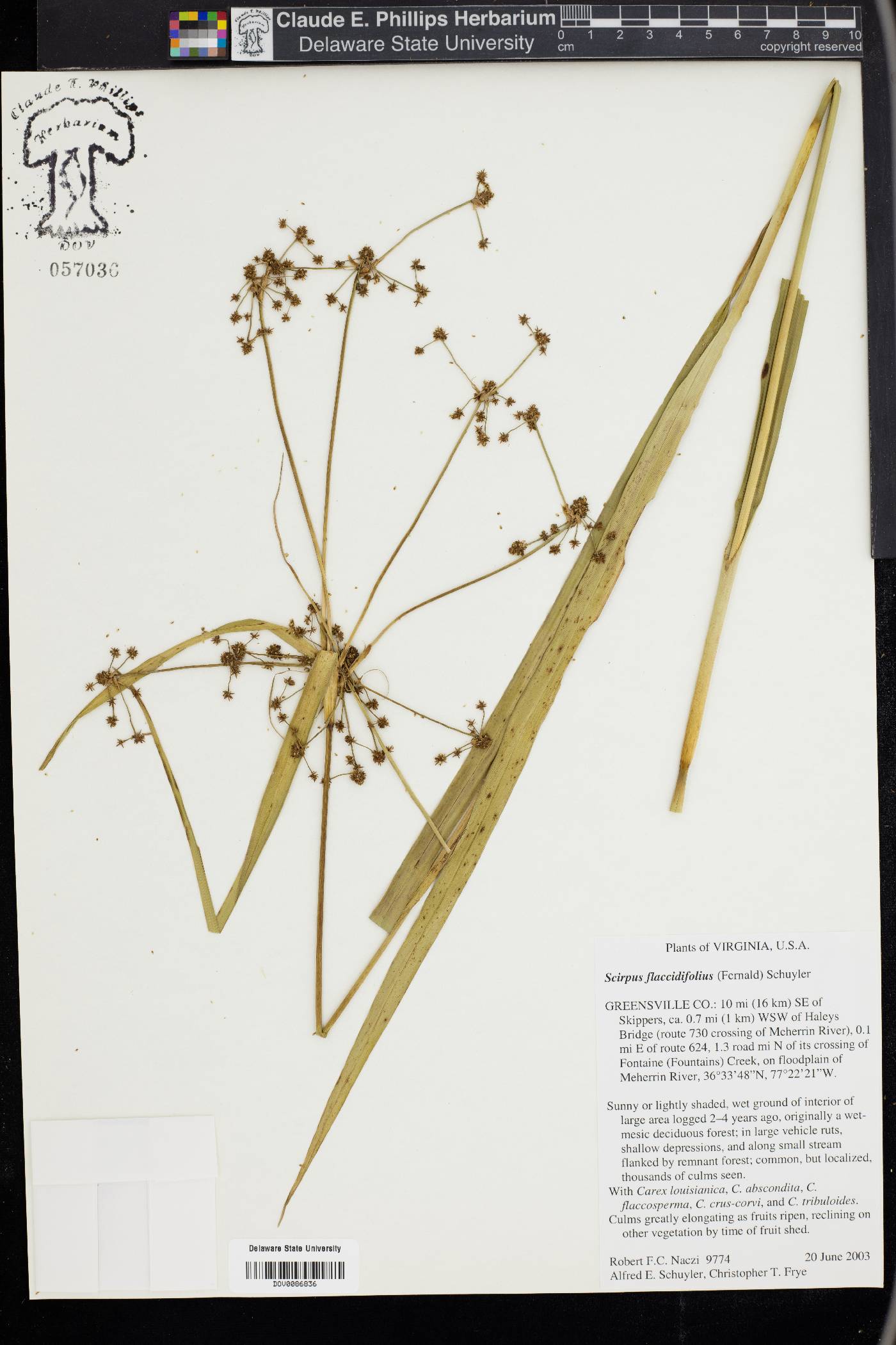 Scirpus flaccidifolius image