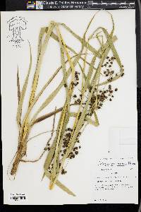 Scirpus georgianus image