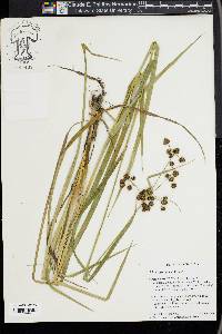 Scirpus georgianus image