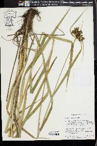 Scirpus georgianus image