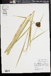 Scirpus georgianus image