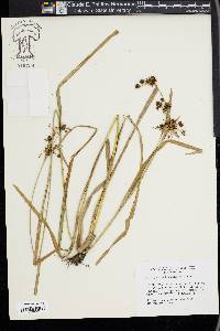 Scirpus hattorianus image