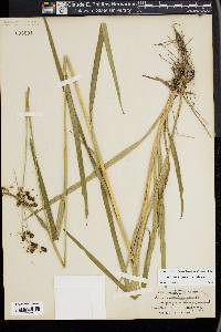 Scirpus hattorianus image