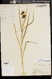 Scirpus hattorianus image