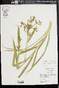 Scirpus lineatus image